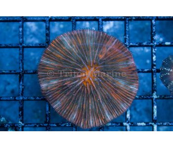 Ultra Plate Coral