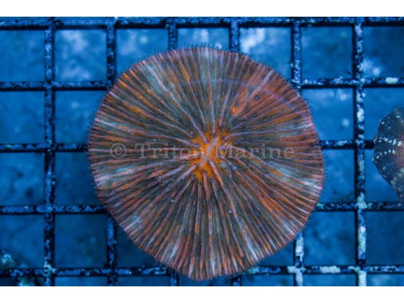 Ultra Plate Coral