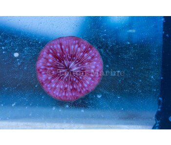 Pink Plate Coral