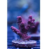 Red Millepora Frag