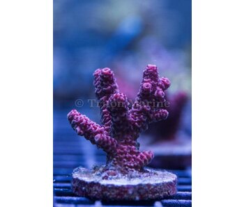 Red Millepora Frag
