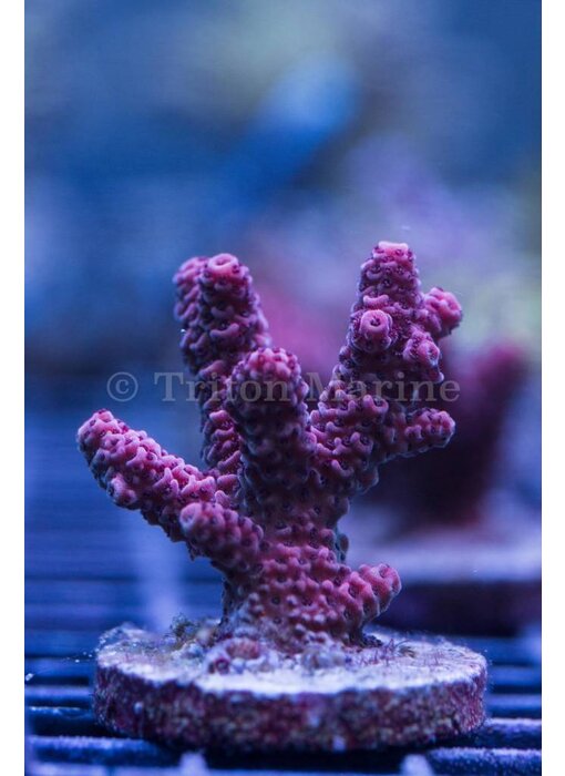 Red Millepora Frag