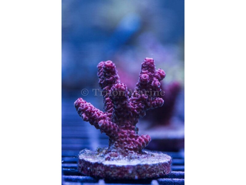 Red Millepora Frag