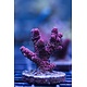 Red Millepora Frag