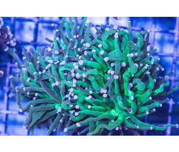 TMA White Tip Green Torch Coral (3 Heads)-Aussie