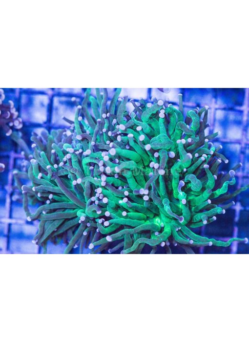 TMA White Tip Green Torch Coral (3 Heads)-Aussie