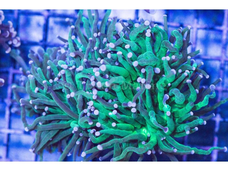 TMA White Tip Green Torch Coral (3 Heads)-Aussie