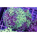 TMA Marble Green Hammer - 2 Heads- Aussie