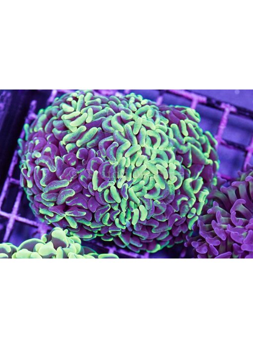 TMA Marble Green Hammer - 2 Heads- Aussie