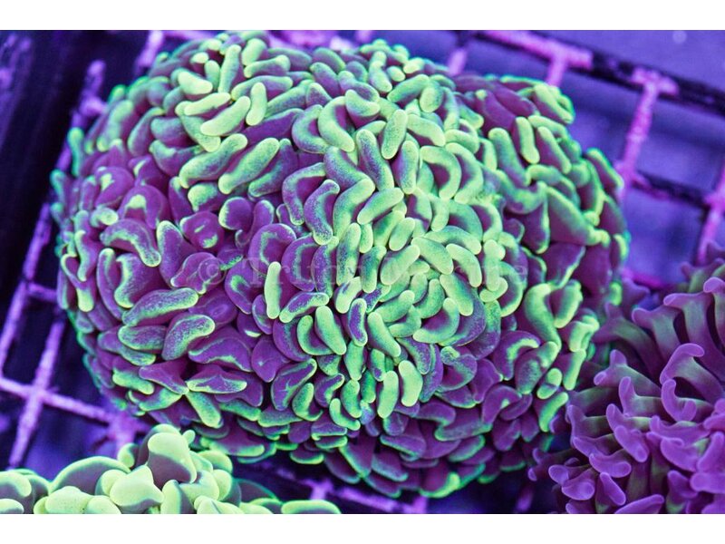 TMA Marble Green Hammer - 2 Heads- Aussie