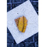 24K Gold Lepto