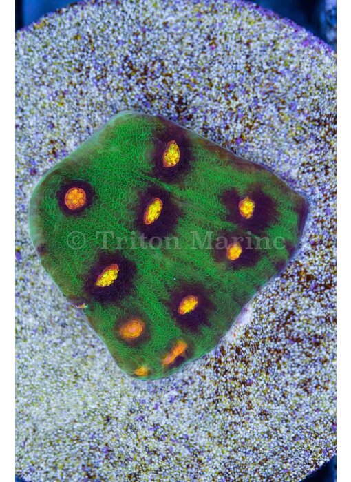 JF Raja Rampage Chalice