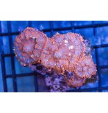 Superman Rhodactis Mushroom Rock