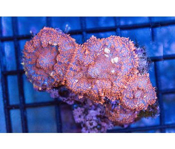 Superman Rhodactis Mushroom Rock