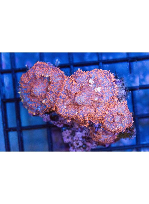 Superman Rhodactis Mushroom Rock