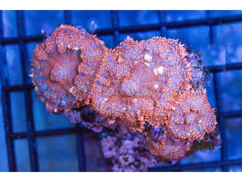 Superman Rhodactis Mushroom Rock