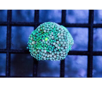 Green Ricordea Mushroom