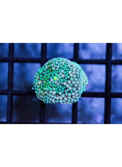 Green Ricordea Mushroom