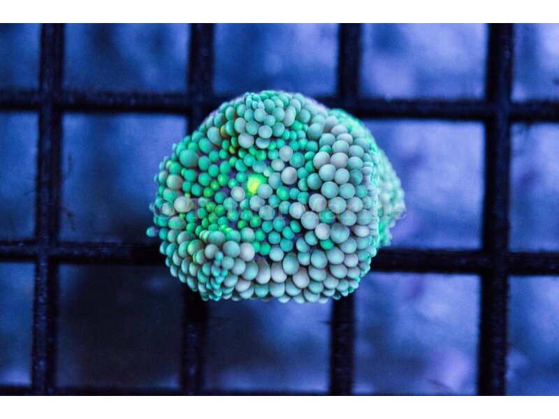 Green Ricordea Mushroom