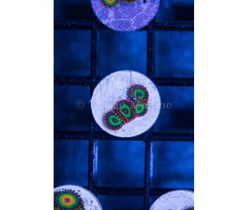 Fruit Loop Zoa