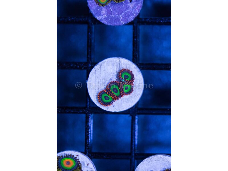 Fruit Loop Zoa