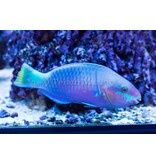 Quoy's Parrotfish (Scarus quoyi) G