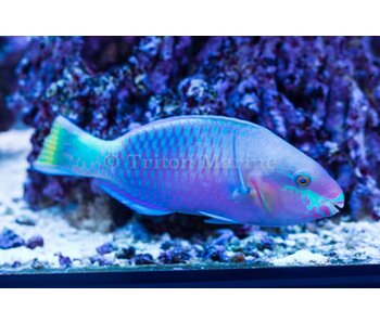 Quoy's Parrotfish (Scarus quoyi) G
