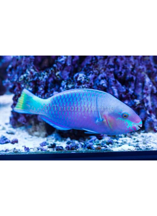 Quoy's Parrotfish (Scarus quoyi) G