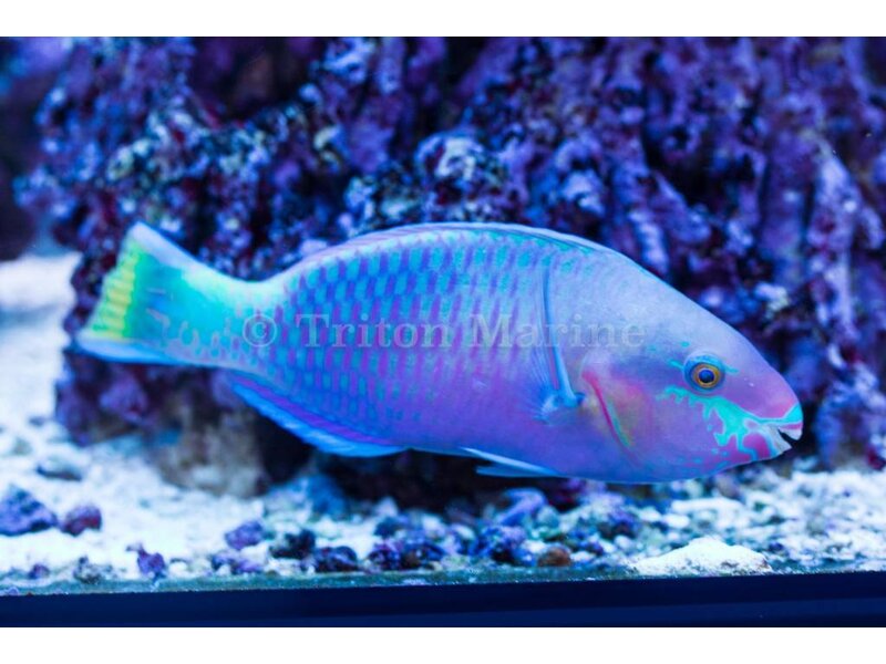 Quoy's Parrotfish (Scarus quoyi) G