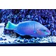 Quoy's Parrotfish (Scarus quoyi) G