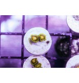 Scrambled Eggs Zoa