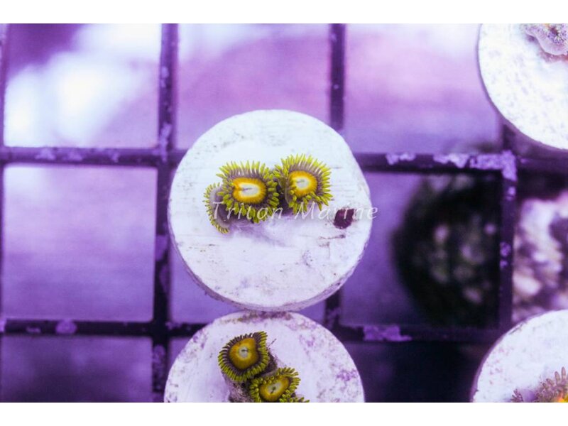 Scrambled Eggs Zoa