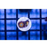 Scrambled Eggs Zoa