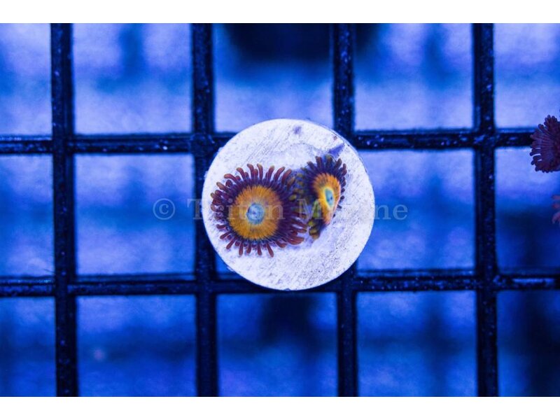 Scrambled Eggs Zoa