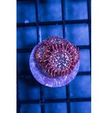 Utter Chaos Zoa