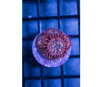 Utter Chaos Zoa