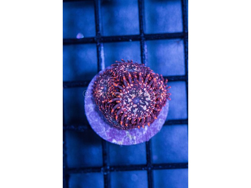 Utter Chaos Zoa