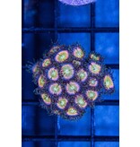 Tyree Rainbow Zoa
