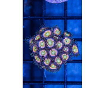 Tyree Rainbow Zoa