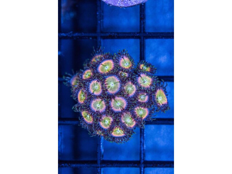 Tyree Rainbow Zoa