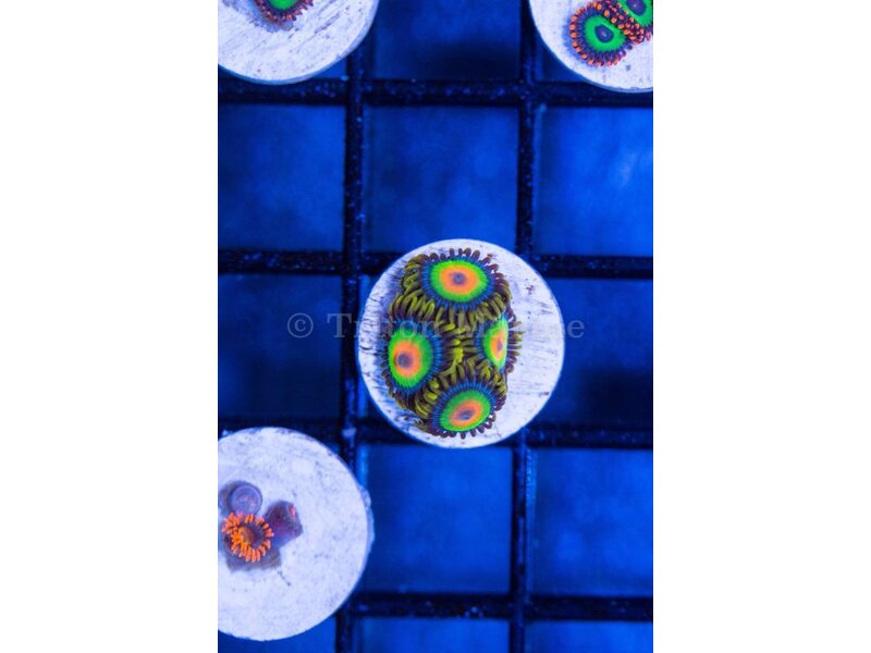 Rasta Zoa