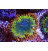 Ultra Rock Flower Anemone