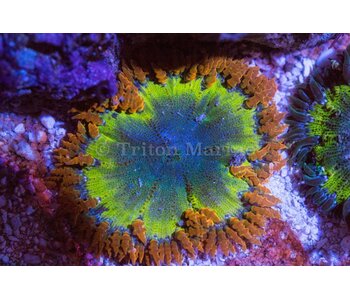 Ultra Rock Flower Anemone