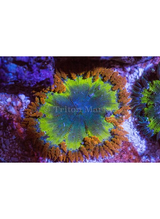 Ultra Rock Flower Anemone