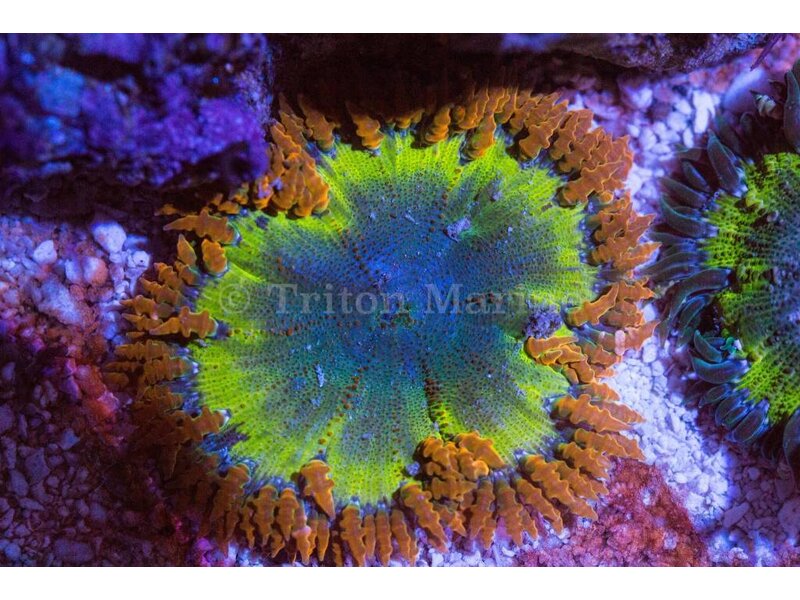 Ultra Rock Flower Anemone