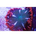 Ultra Rock Flower Anemone