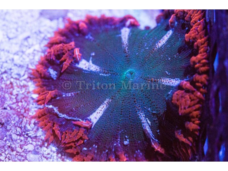 Ultra Rock Flower Anemone
