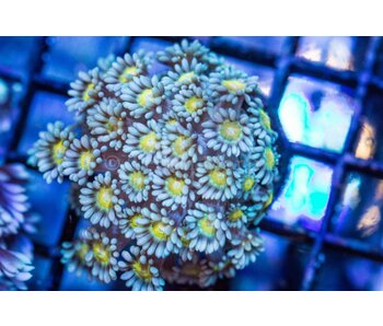 TMA Gone Gonio Goniopora