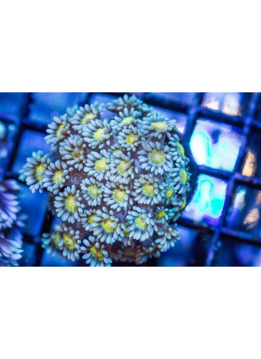 TMA Gone Gonio Goniopora