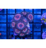 Pink Zippers Zoa